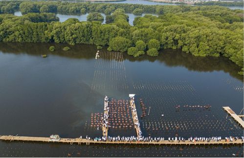 伊利助力印尼紅樹林生態(tài)保護項目,推動綠色可持續(xù)發(fā)展